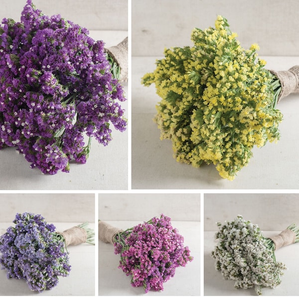 Statice Variety: Seeker Purple, Seeker Yellow, Seeker Pastel Blues, Seeker Rose Shades, Seeker White (40 seeds for each variety ×5)