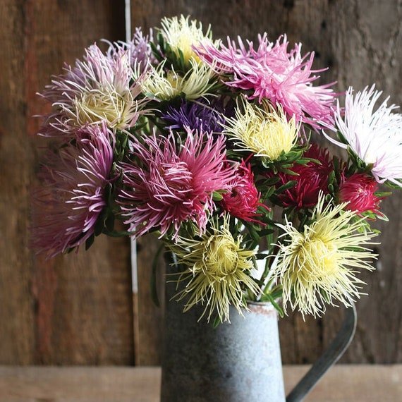 25 Valkyrie Mix Aster seeds