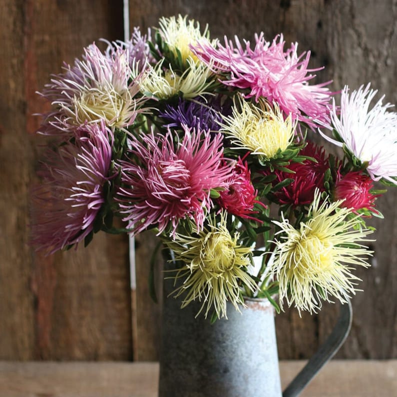 May include: A bouquet of colorful aster flowers in a galvanized metal pitcher. The flowers are in shades of pink, purple, white, and yellow.