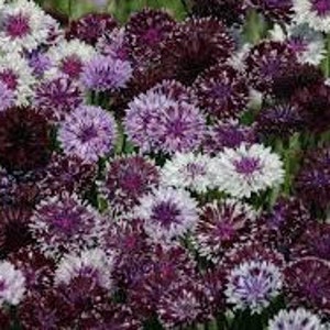 500 Bachelors Button Classic Magic Mix seeds