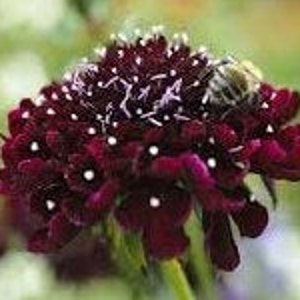 30 Scabiosa Black Knight Seeds