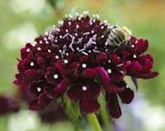 May include: A close-up of a deep burgundy flower with white centers. The flower is in bloom and has a fuzzy texture.