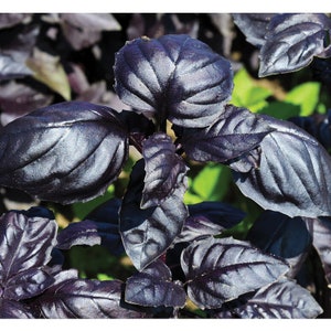 50+ Amethyst Basil seeds