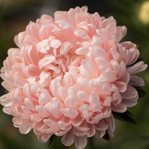 25 Tower Chamois Aster seeds