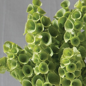 May include: A bunch of green bellflowers, also known as Canterbury bells, with a delicate, bell-shaped flower structure.