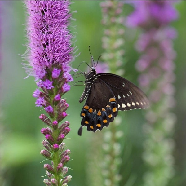 Liatris Blazing Star Bulbs (8 Bulbs/Corms)