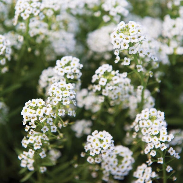 500+ Sweet Alyssum Seeds