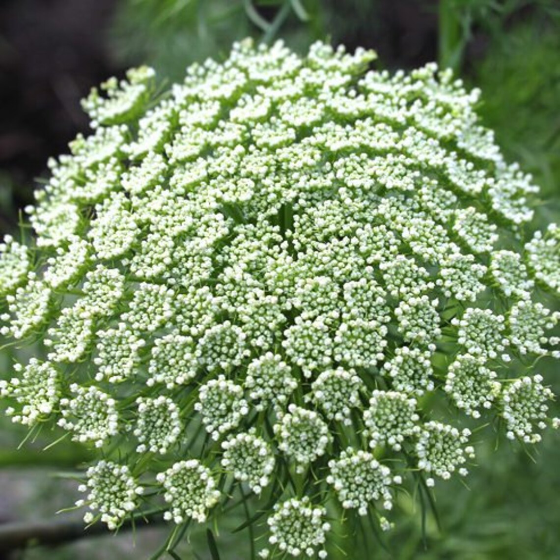 Queen Anne's lace seeds Dara Daucus White Dill Green Etsy