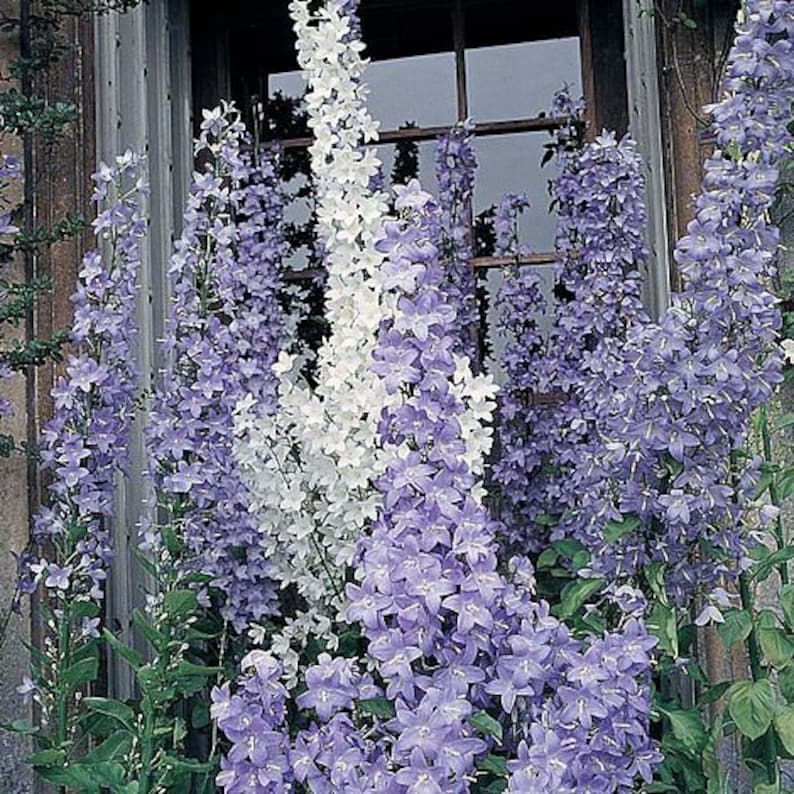 50 Campanula Pyramidalis Mix Seeds image 1