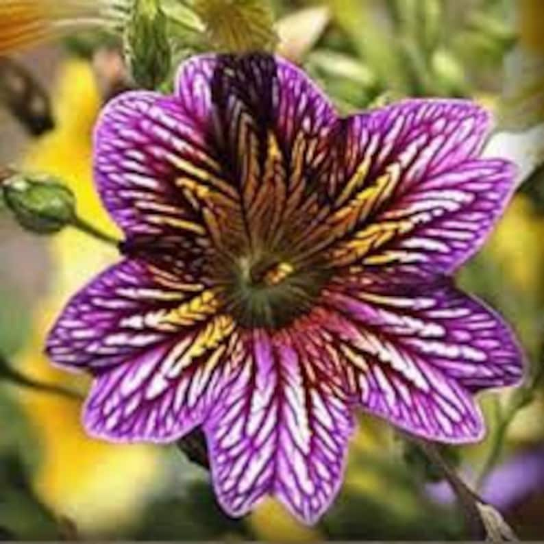 50 Salpiglossis Mix seeds image 6