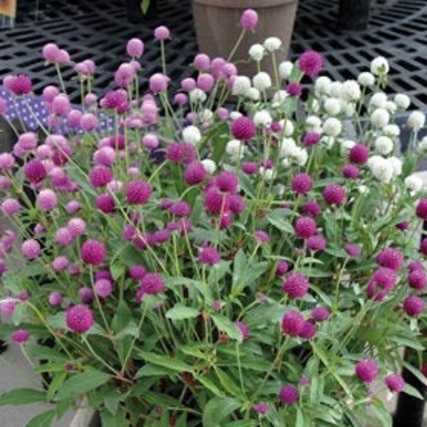 120 Gomphrena QIS mix seeds