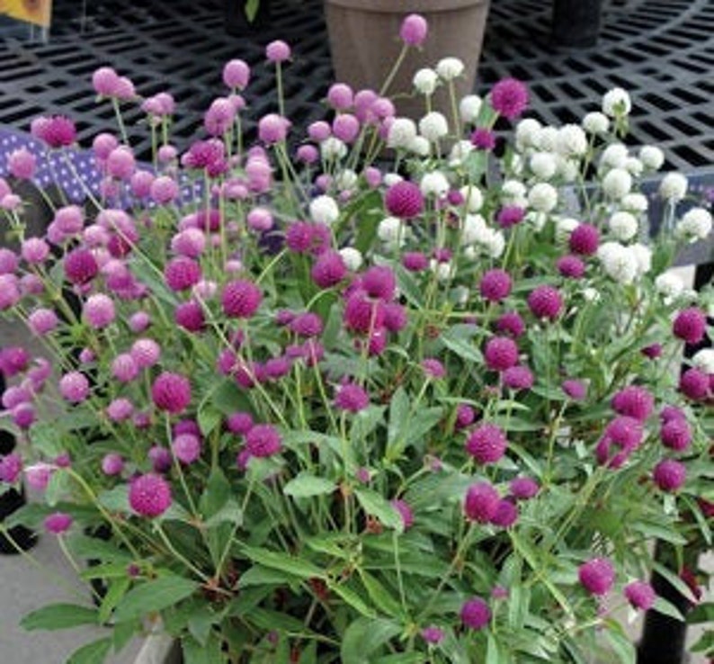 Garden Treasures Gomphrena QIS Mix Seeds