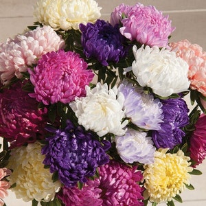 25 Tower Mix Aster seeds