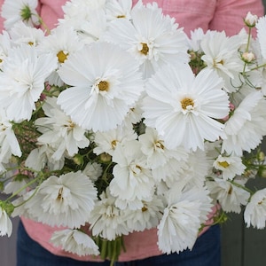 May include: A bouquet of white cosmos flowers with delicate petals.