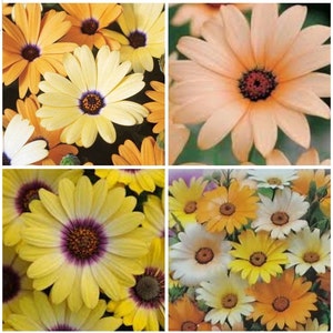 40 African Daisy Cape Marigold Seeds