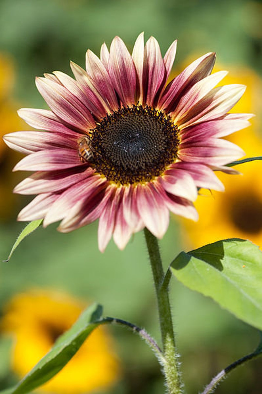 25 Sunflower Strawberry Blonde Seeds - Etsy