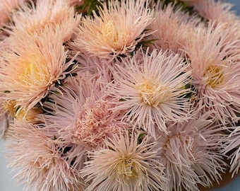25 Valkyrie Brunhilde Chamois Aster seeds