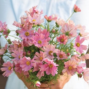 30 Cosmos Apricotta seeds