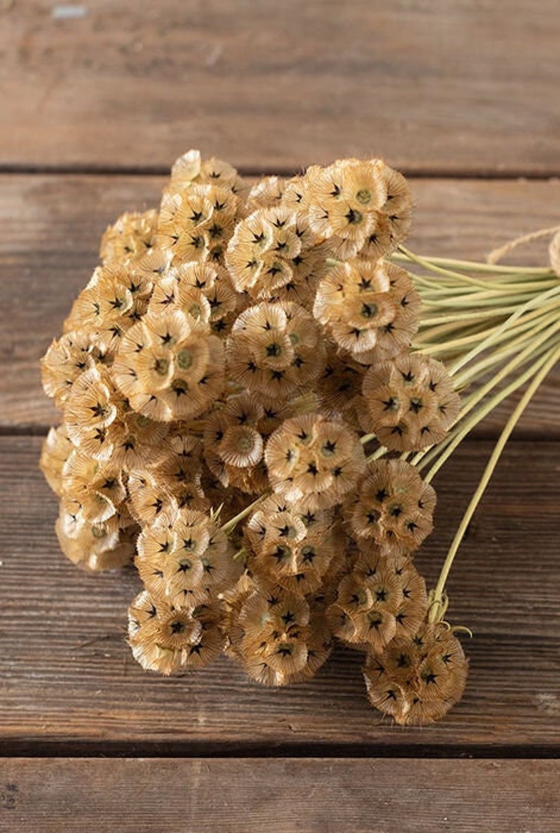 25 Scabiosa Stellata Starflower Seeds image 3