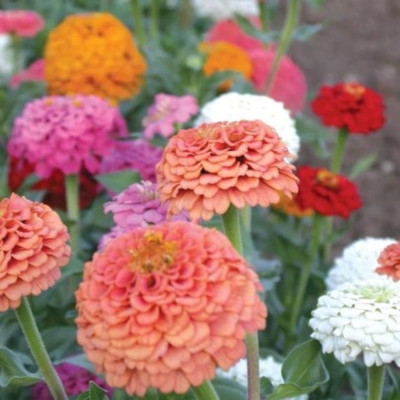 25 Zinnia Oklahoma Salmon Seeds - Etsy