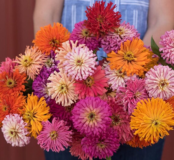 Biancalani 花瓶☆SALE Double Zahara™ Brilliant Mix Zinnia Seeds [52099-PK-P1