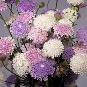 50+ Didiscus Lacy Mix Seeds