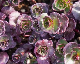 50+ Sedum Purple Carpet Succulent seeds