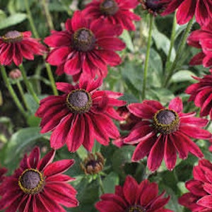 30 Rudbeckia Cherry Brandy seeds