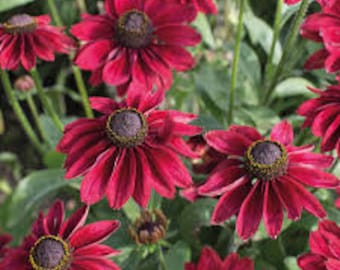 30 Rudbeckia Cherry Brandy seeds