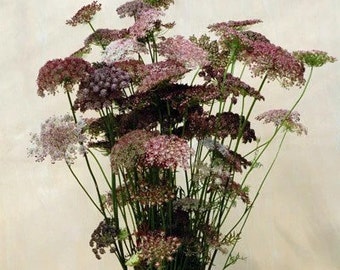 Plus de 50 graines de Dara Daucus Queen Anne's Lace