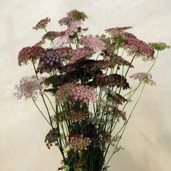 50+ Dara Daucus Queen Anne's Lace seeds