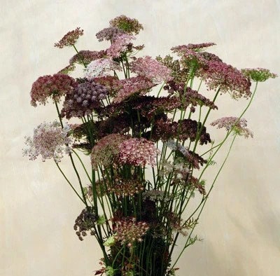 36 Stück Echte Gepresste Queen Anne's Lace Blüten – Für Harz, DIY, Karten, Deko