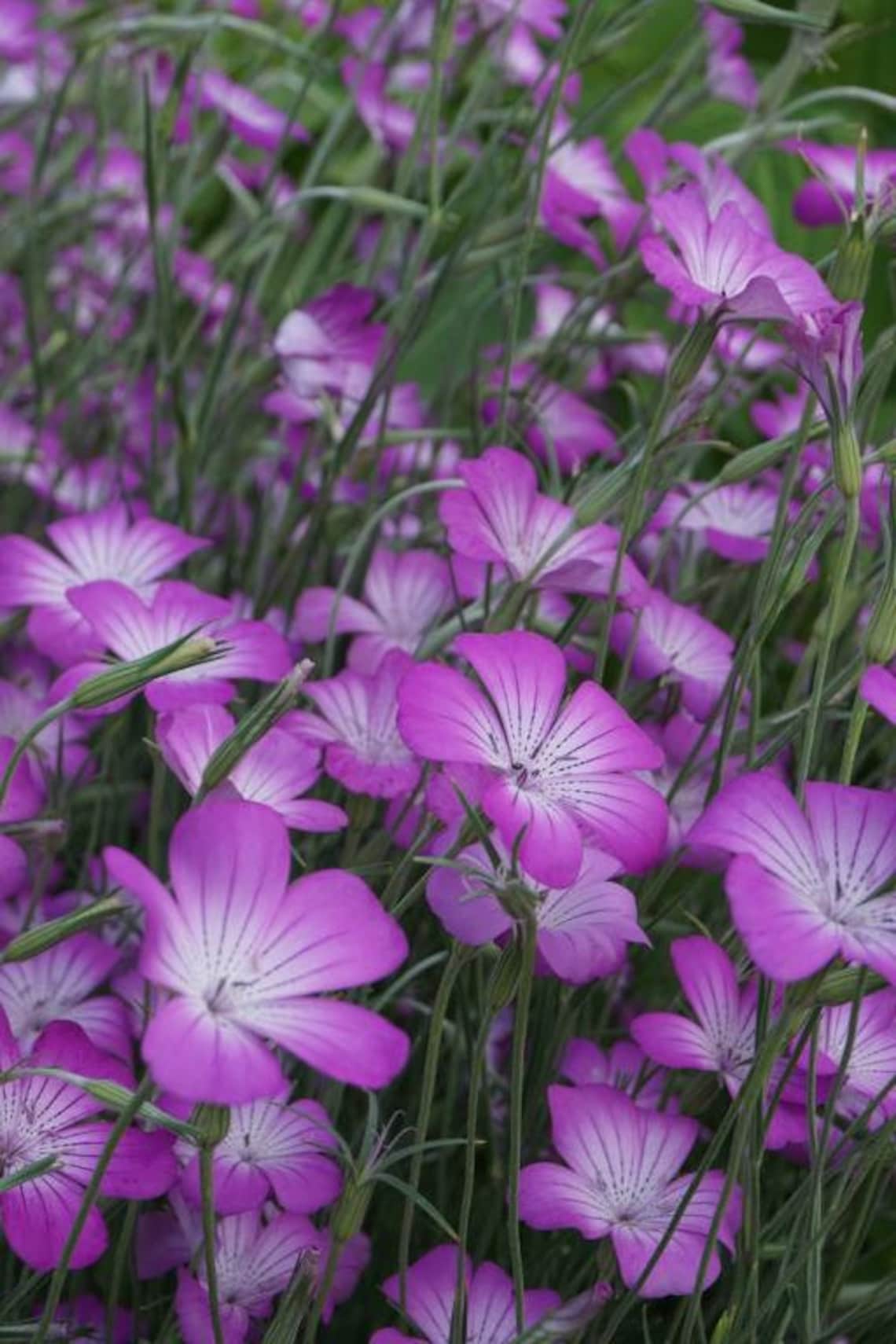 Artistic Agrostemma View Nature Artistic Agrostemma View Nature