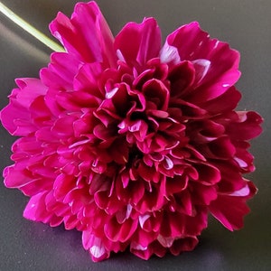 30 Cosmos Double Click Cranberry seeds