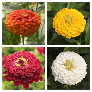 Zinnia Variety: Giant Orange, Giant Golden Yellow, Giant Deep Red, Giant White (40 seeds for each variety x4)