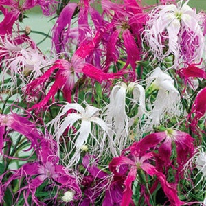 May include: A close-up of a cluster of pink, white, and purple fringed flowers. The flowers have long, thin petals that give them a feathery appearance.