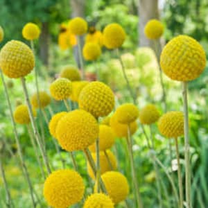 25 Craspedia Drumstick Seeds