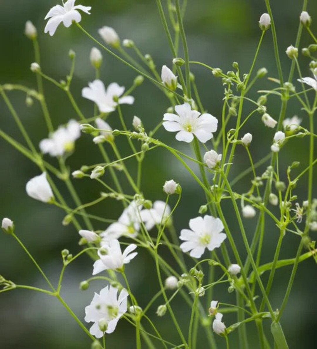 75 Baby's Breath Gypsophila Covent Garden Market Seeds - Etsy Canada