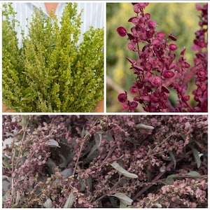 40 semillas de mezcla de orach/Atriplex Plume