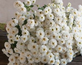 50+ Feverfew Tetra White seeds