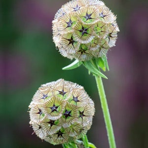 25 Scabiosa Stellata Starflower Seeds Bild 1