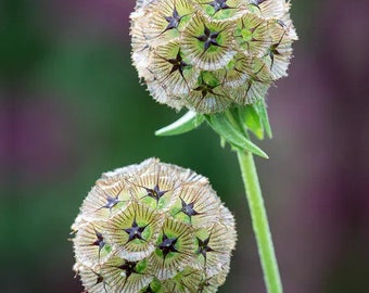 25 Scabiosa Stellata Starflower Seeds