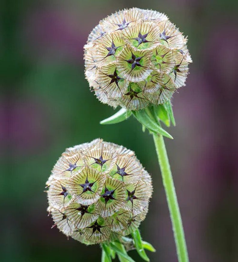 25 Scabiosa Stellata Starflower Seeds Bild 1