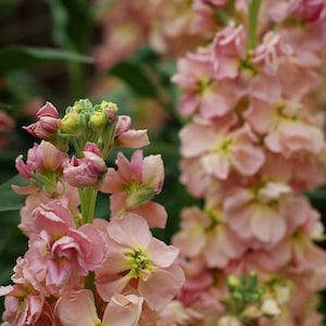 35 Katz Apricot Stock Seeds
