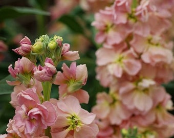 35 Katz Apricot Stock Seeds
