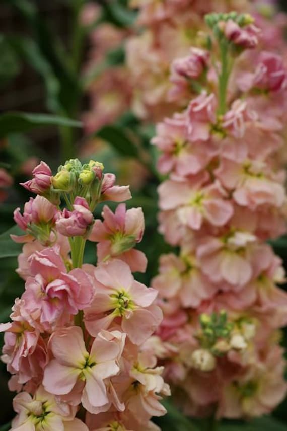Apricot/peach Flower Variety: Stock, Statice, Strawflower, Chabaud  Carnation seeds for Each Variety 4 - Etsy Sweden