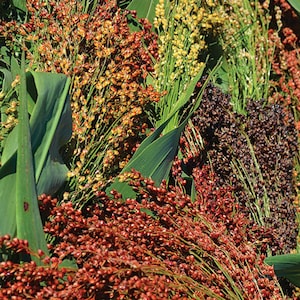 120 Broom Corn Mix Seeds