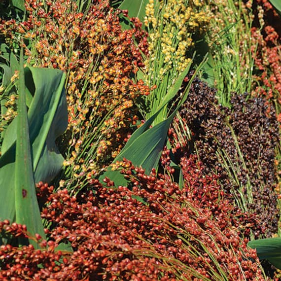 40 Broom Corn Mix Seeds Etsy