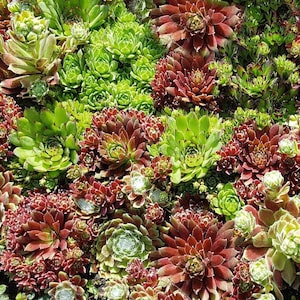 50+ Sempervivum Hen and Chicks Succulent seeds