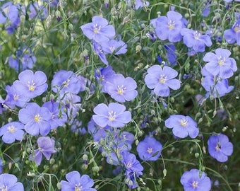 May include: A field of blue flax flowers in bloom. The flowers are delicate and have five petals each. The flowers are surrounded by green foliage.